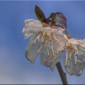 serge blanchard-fleurs de cerisier bonzai01.jpg