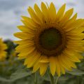 P. Berdou. Tournesol.jpg