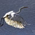 Grande Aigrette.jpg