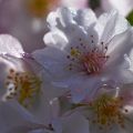 05-Serge Blanchard - fleur de cerisier Japonnais.jpg