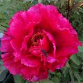 Pivoine arbustive et Capricorne.jpg