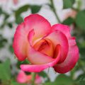 JM PONTACQ_Rose 1.jpg