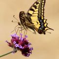 1. Edith Escal Machaon.jpg