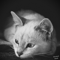 10- Estelle Dekonnink-Kyra.JPG