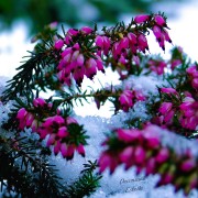 des couleurs en hiver.JPG