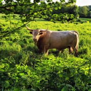 G�rard Lopez_Un beau taureau B�arnais.jpg