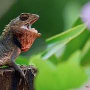 L�zard des jardins b�illant_Sylvie Ch�reau_La R�union_d�cembre 2025_474A5872.jpg