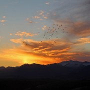 3 jpbastaert palombes au lever de soleil.JPG