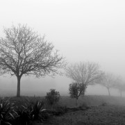 Edith Escal� Brume en Dordogne..jpg