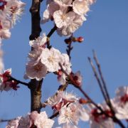 DSC00629 Roland Thuault.jpg