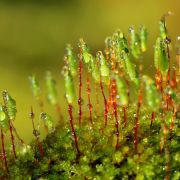 Edith Escal� Mousse.jpg