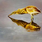 h�ron grabier----.jpg