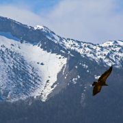 jpbastaert vautour en aspe.JPG