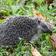 l'intrus J-L Nohales.jpg