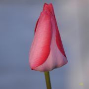 Serge Blanchard - tulipe.jpg