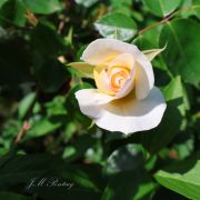 JM PONTACQ_Rose Blanche.jpg