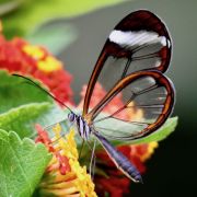 Sylvie-Ch�reau-Greta Oto au Costa Rica.jpg