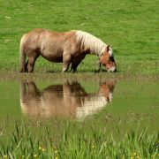 jpbastaert cheval au benou.JPG