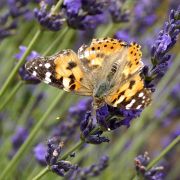 Papillon H Turonnet.jpg