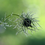 01-Edith Escal� Nigelle de Damas..jpg