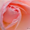 PascalePeutin-coeur3040.jpg