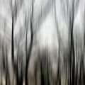 Arbres au couchant.jpg