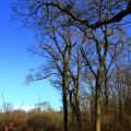 Bois et fort- Bois de Pau.jpg