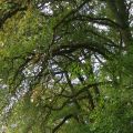 c'te vieille branche.JPG