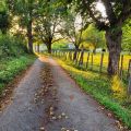 Grard Lopez_Bois et forts_Dbut d'automne.jpg