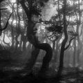Jacques Brgeaux - pinatelle dans la brume.jpg