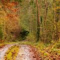 P. Berdou. Automne.jpg