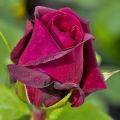 DSC_0808.jpg