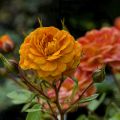 DSC_0879.jpg
