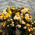 fleurs.jpg