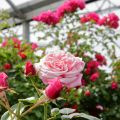 IMG_7045-ddp4.JPG