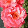 IMG_7053-ddp4-cut.JPG