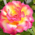 IMG_7058-ddp4-cut.JPG