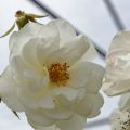 IMG_7079-ddp4-cut.JPG