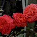 IMG_7084-ddp4.jpg