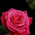 IMG_7085-ddp4.jpg