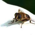 Mouche.jpg