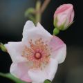 PascalePeutin-etaminerose.jpg