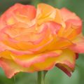 PascalePeutin-orangerose.jpg