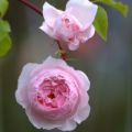 PascalePeutin-rose.jpg