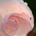 PascalePeutin-roseinsecte.jpg