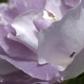 PascalePeutin-violetfourmi.jpg