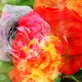 rose0.jpg