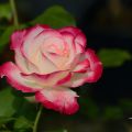 rose5.jpg