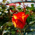rose6.jpg