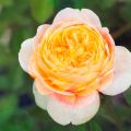 Rose 2.jpg